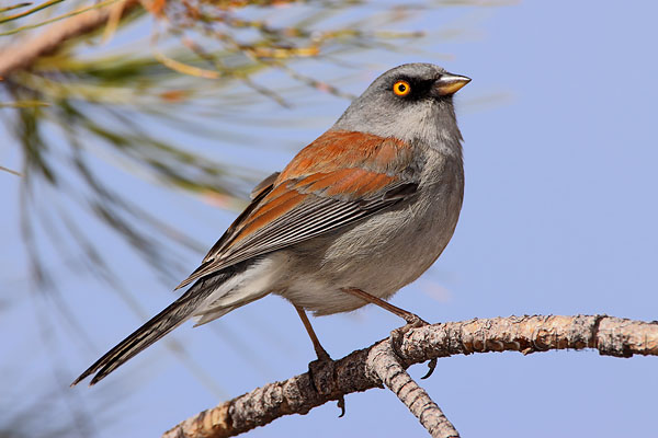Yellow-eyed Junco © Russ Chantler